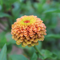 Zinnia Queeny Lime Orange Seed