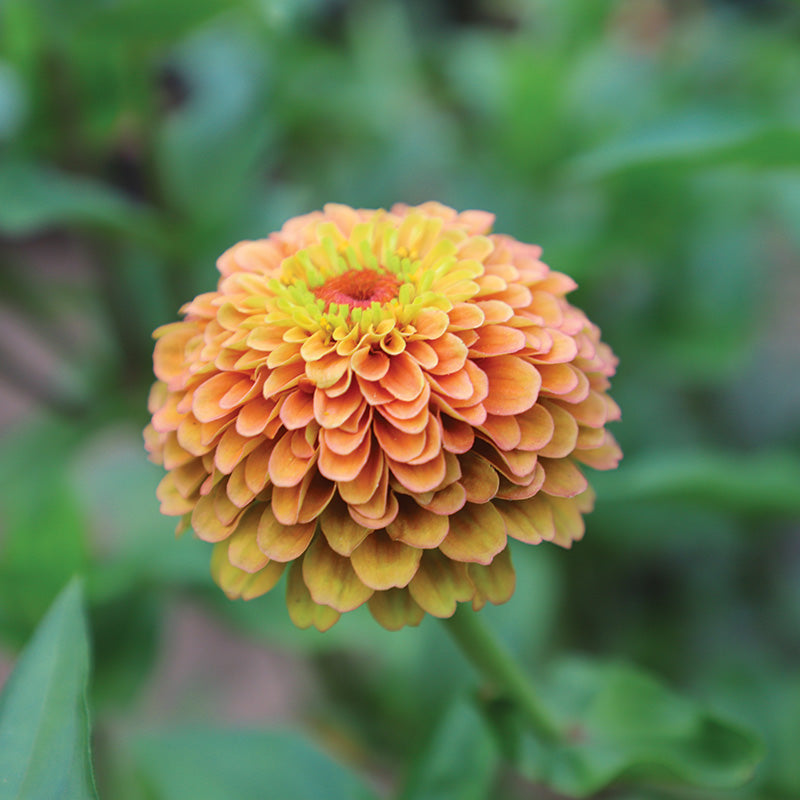 Zinnia Queeny Lime Orange Seed