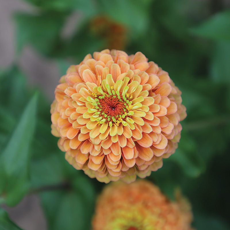 Zinnia Queeny Lime Orange Seed