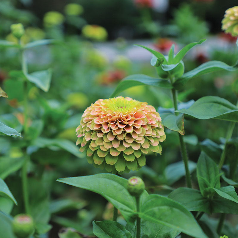 Zinnia Queeny Lime Orange Seed