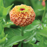 Zinnia Queeny Lime Orange Seed