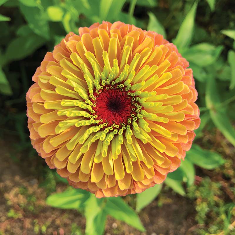 Zinnia Queeny Lime Orange Seed