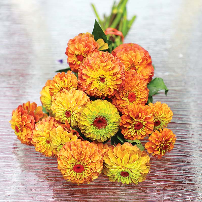 Zinnia Queeny Lime Orange Seed