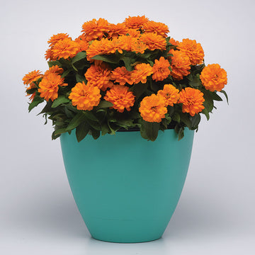 Zinnia Zahara Double Bright Orange Seed