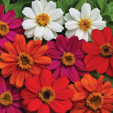 Zinnia Profusion AAS Mix Seed