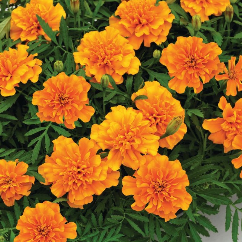 Marigold Super Hero Orange Seed