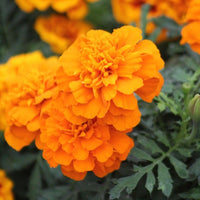 Marigold Super Hero Orange Seed