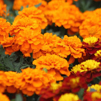 Marigold Super Hero Orange Seed