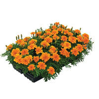 Marigold Super Hero Orange Seed