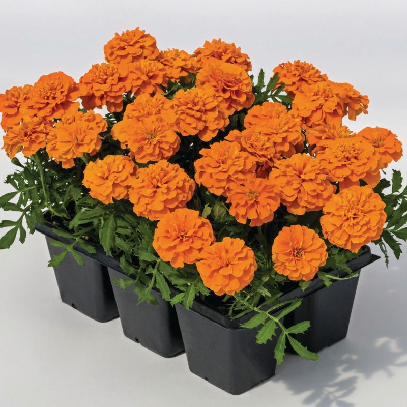 Marigold Super Hero Orange Seed