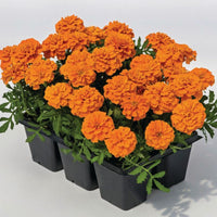 Marigold Super Hero Orange Seed