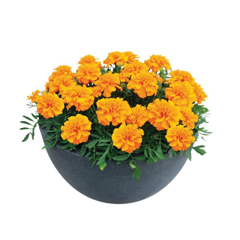 Marigold Super Hero Orange Seed