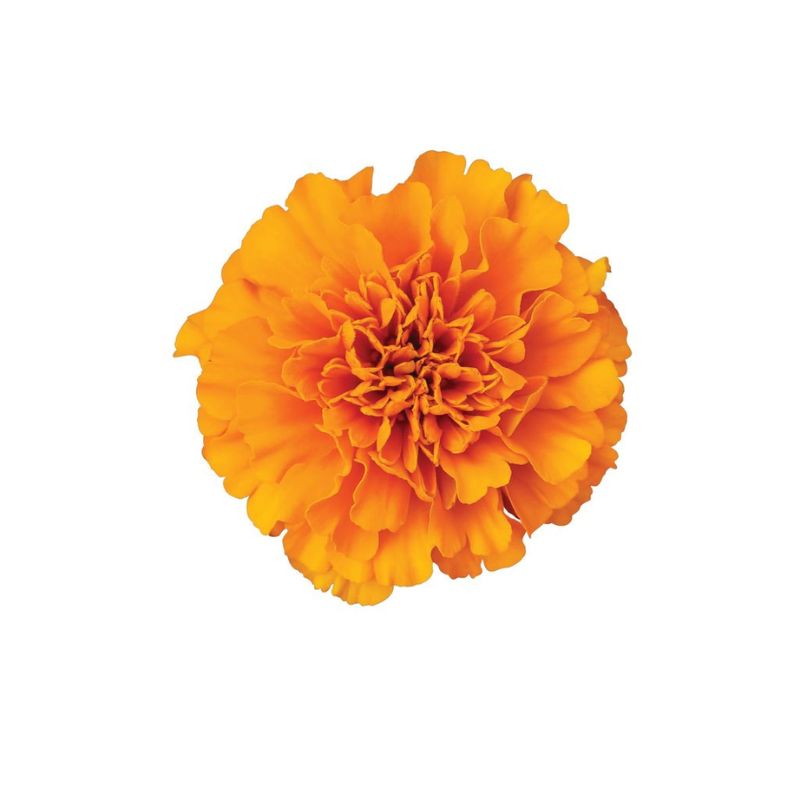 Marigold Super Hero Orange Seed