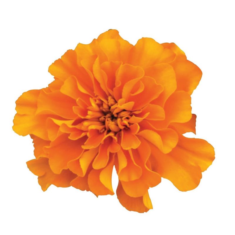 Marigold Super Hero Orange Seed