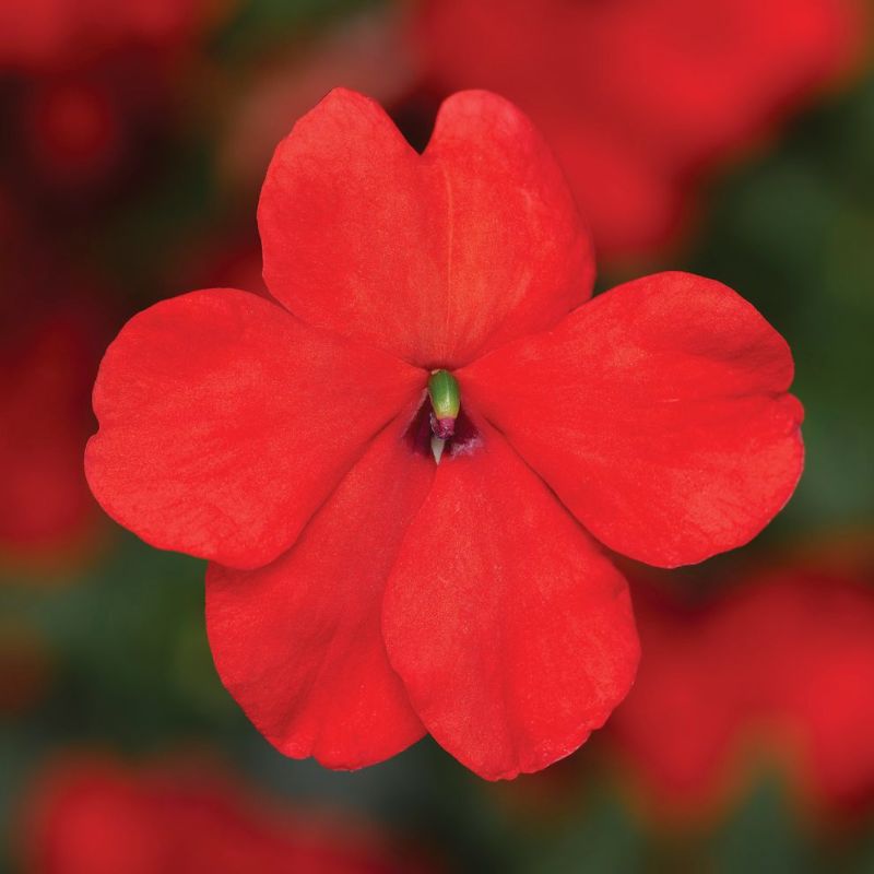 Impatiens Imara XDR Orange F1 Seed