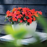 Impatiens Imara XDR Orange F1 Seed