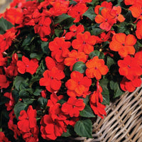 Impatiens Imara XDR Orange F1 Seed