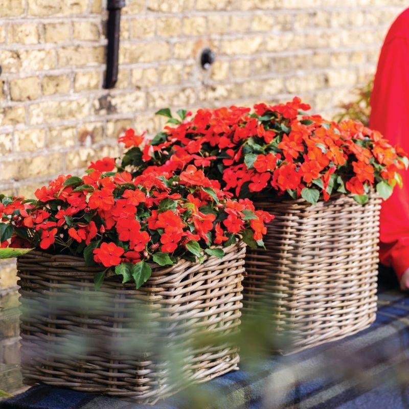 Impatiens Imara XDR Orange F1 Seed