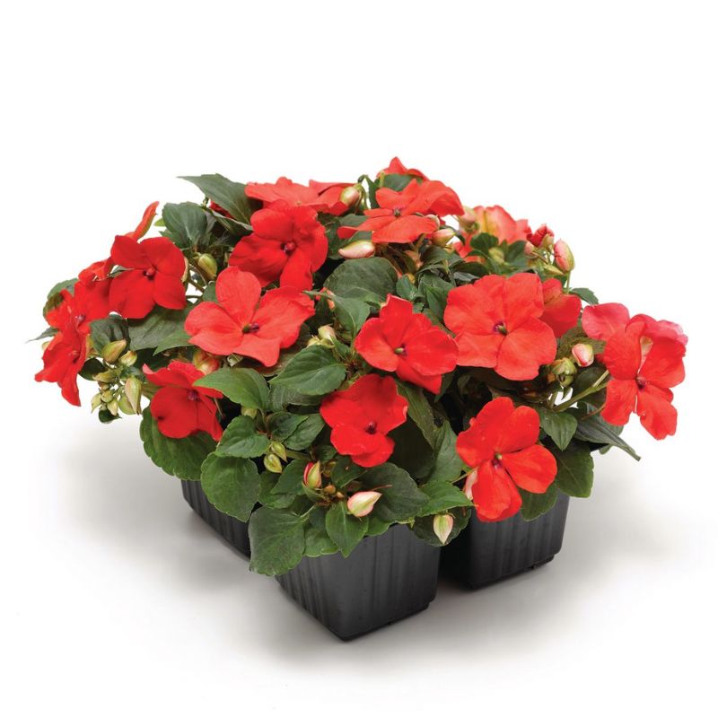 Impatiens Imara XDR Orange F1 Seed