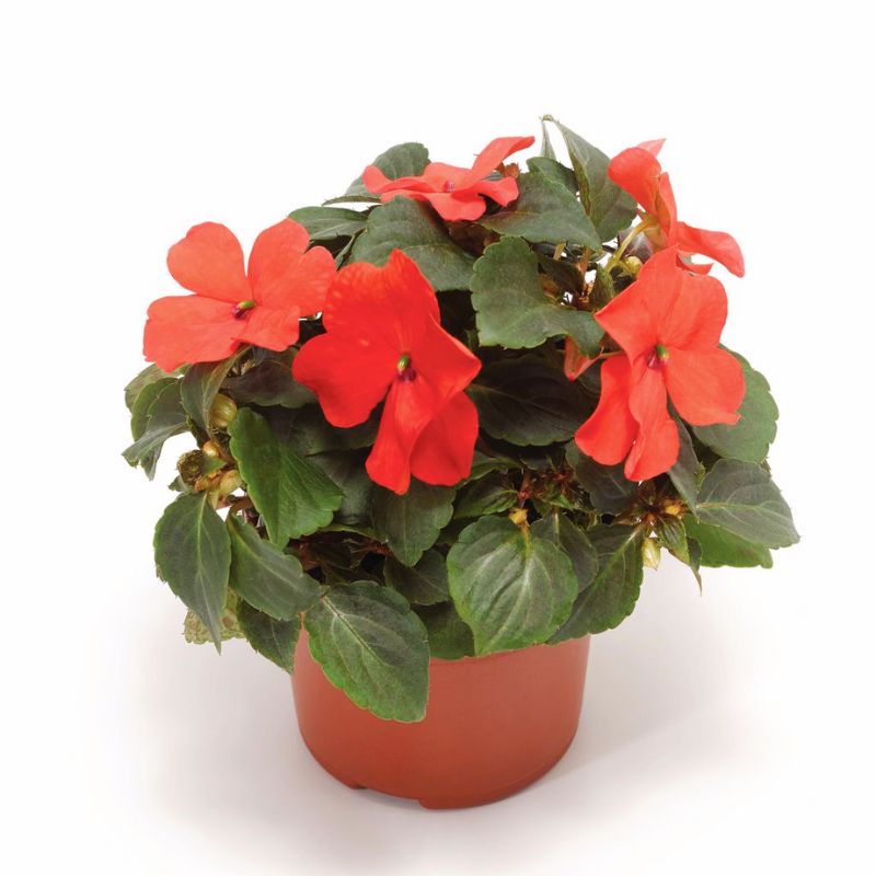 Impatiens Imara XDR Orange F1 Seed