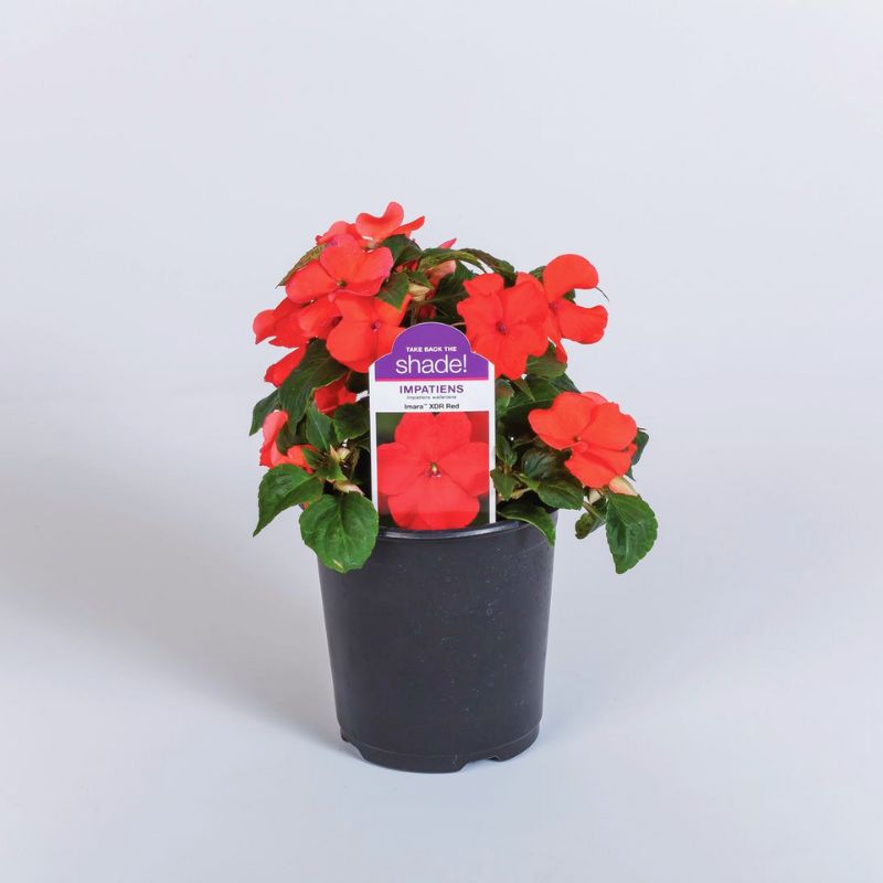 Impatiens Imara XDR Orange F1 Seed