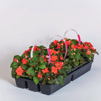 Impatiens Imara XDR Orange F1 Seed