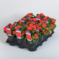 Impatiens Imara XDR Orange F1 Seed