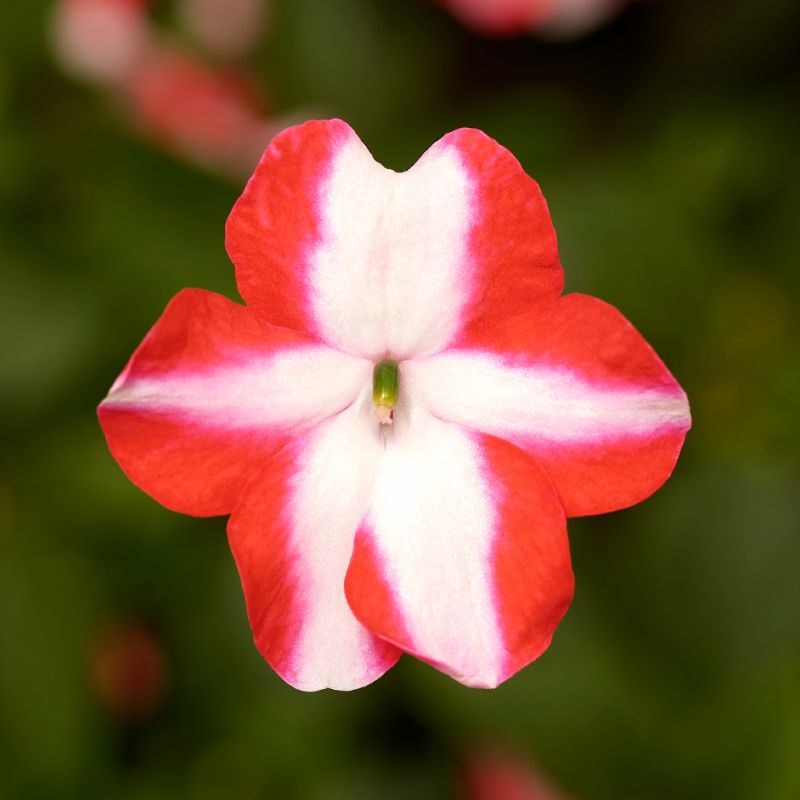 Impatiens Imara XDR Orange Star F1 Seed