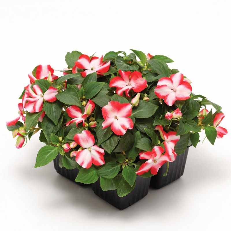 Impatiens Imara XDR Orange Star F1 Seed