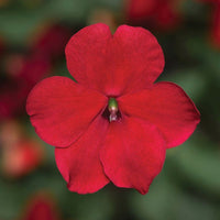 Impatiens Imara XDR Red F1 Seed