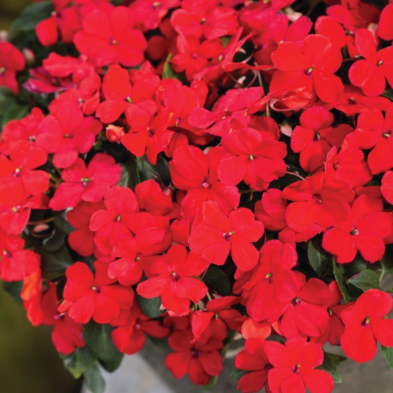 Impatiens Imara XDR Red F1 Seed