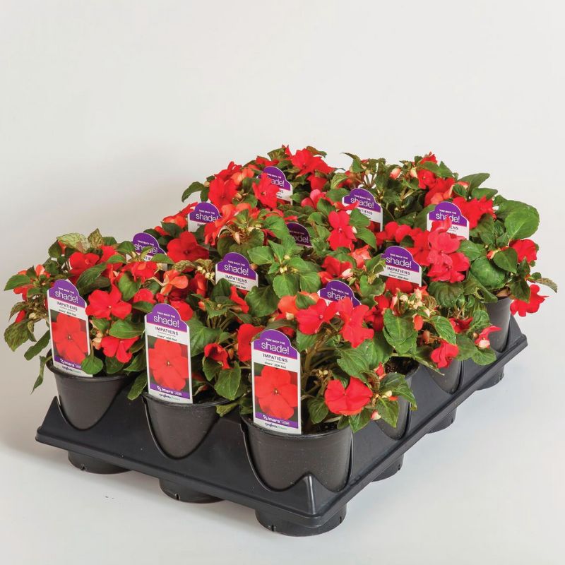 Impatiens Imara XDR Red F1 Seed