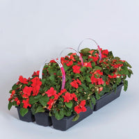 Impatiens Imara XDR Red F1 Seed