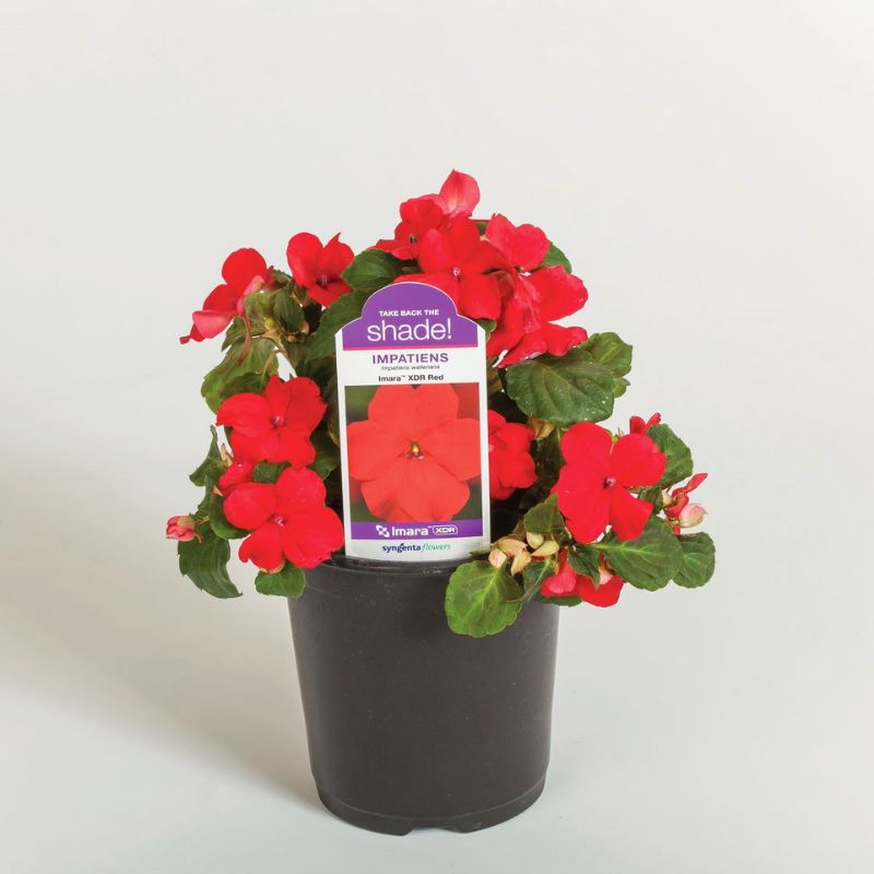 Impatiens Imara XDR Red F1 Seed