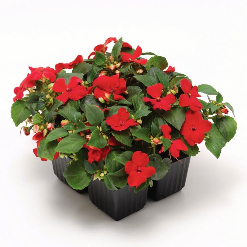 Impatiens Imara XDR Red F1 Seed