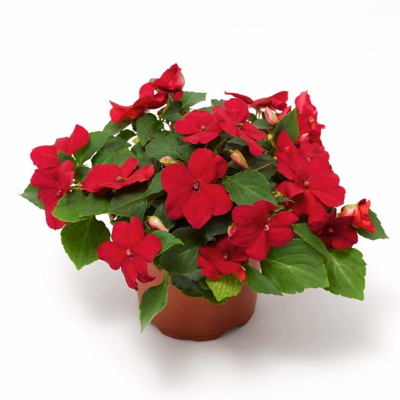 Impatiens Imara XDR Red F1 Seed