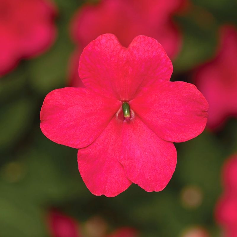 Impatiens Imara XDR Rose F1 Seed