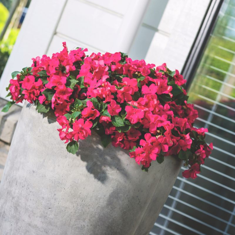 Impatiens Imara XDR Rose F1 Seed