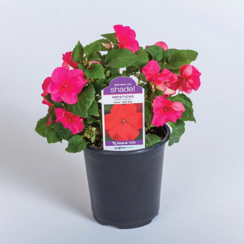 Impatiens Imara XDR Rose F1 Seed