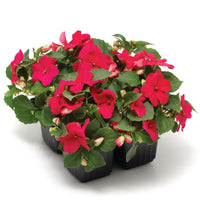 Impatiens Imara XDR Rose F1 Seed