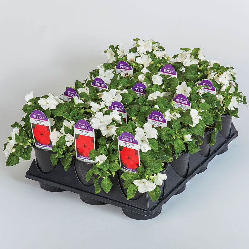 Impatiens Imara XDR White F1 Seed