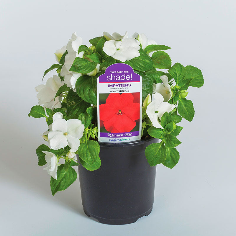 Impatiens Imara XDR White F1 Seed