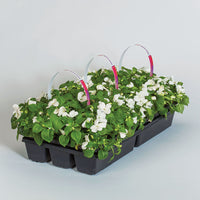 Impatiens Imara XDR White F1 Seed