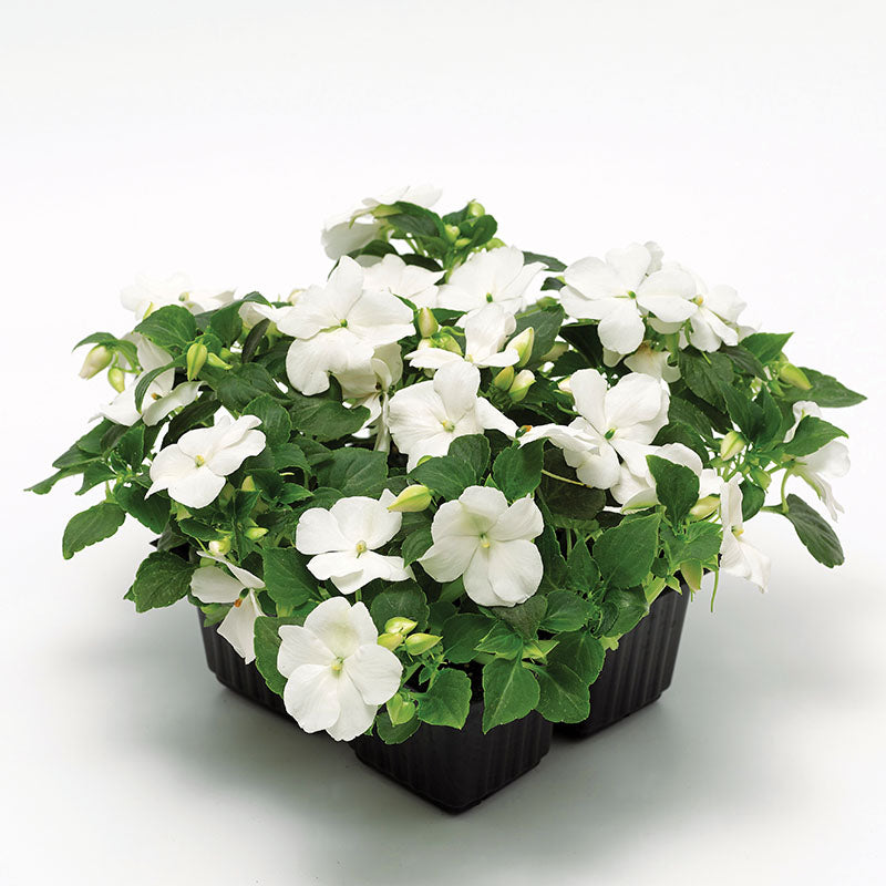 Impatiens Imara XDR White F1 Seed