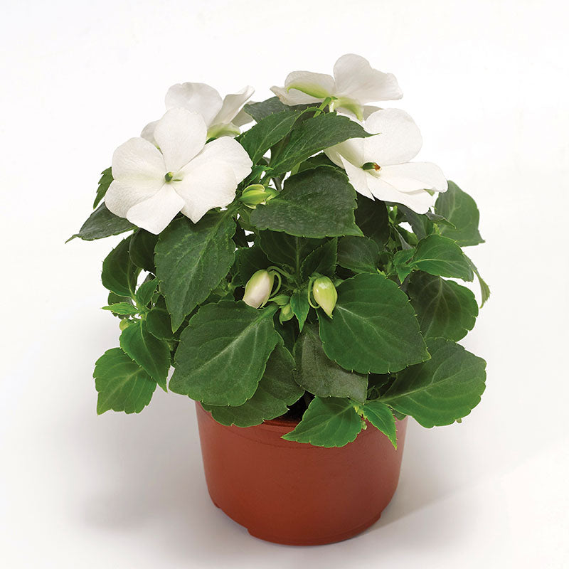 Impatiens Imara XDR White F1 Seed