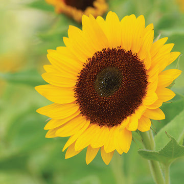 Sunflower Sunrich Summer Provence F1 Seed