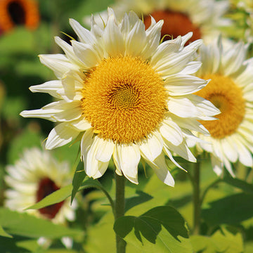 Sunflower ProCut White Lite F1 Seed