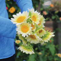 Sunflower ProCut White Lite F1 Seed