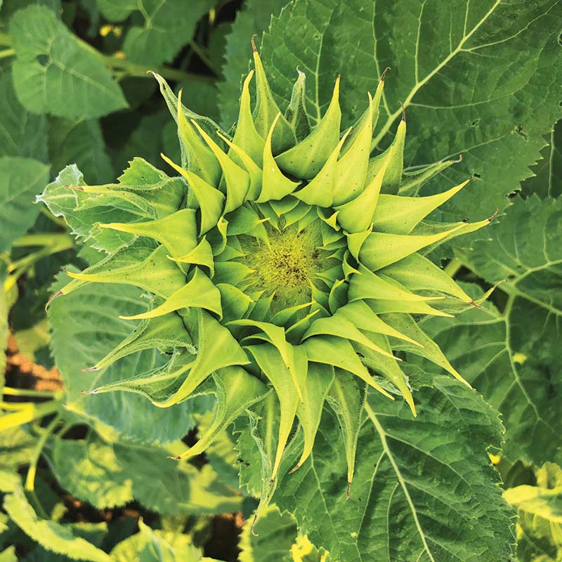 Sunflower SunFill™ Green F1 Seed