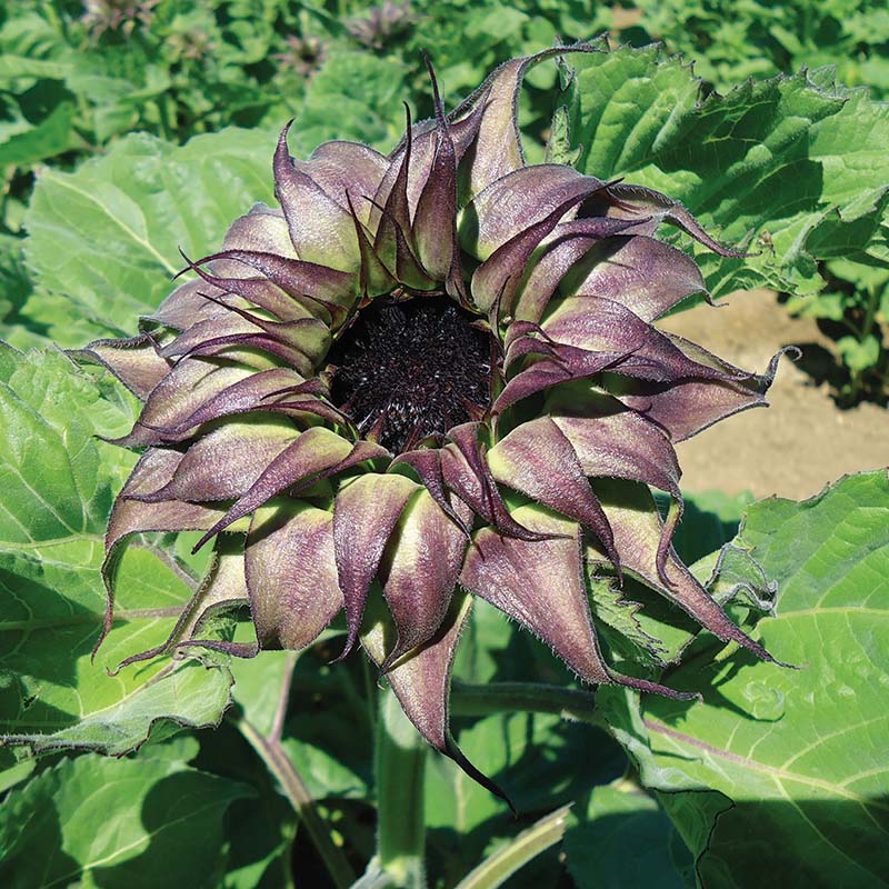 Sunflower SunFill™ Purple F1 Seed